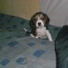 mi linda beagle  SALLY